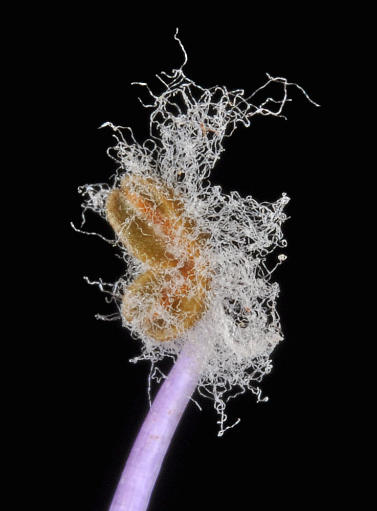 Flora of Eastern Washington Image: Penstemon fruticosus