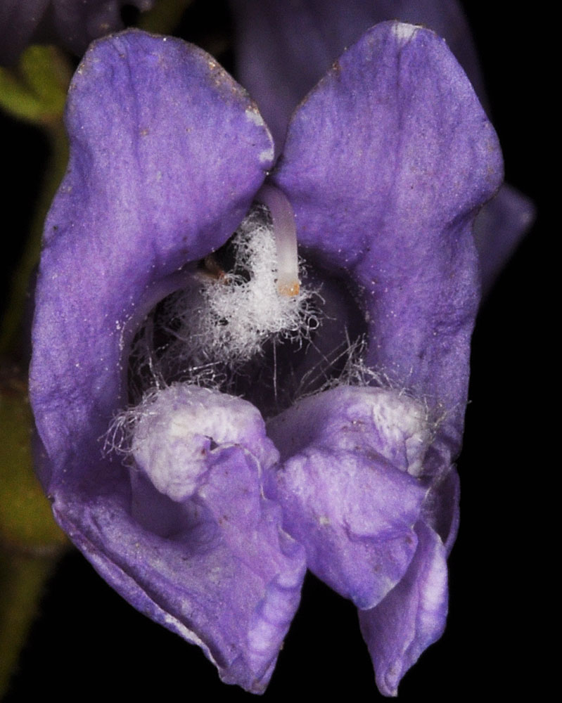 Flora of Eastern Washington Image: Penstemon fruticosus