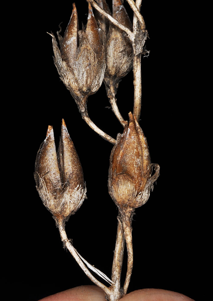 Flora of Eastern Washington Image: Penstemon fruticosus