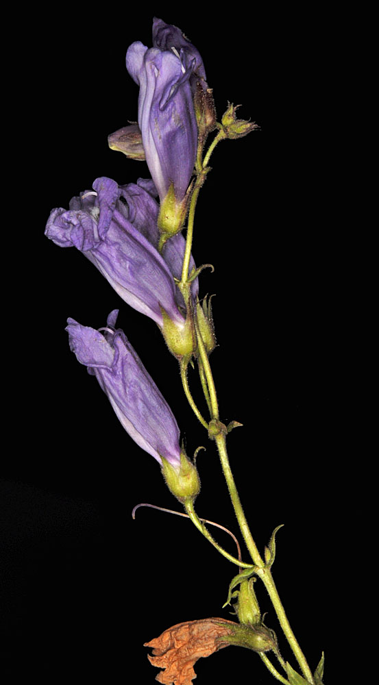 Flora of Eastern Washington Image: Penstemon fruticosus
