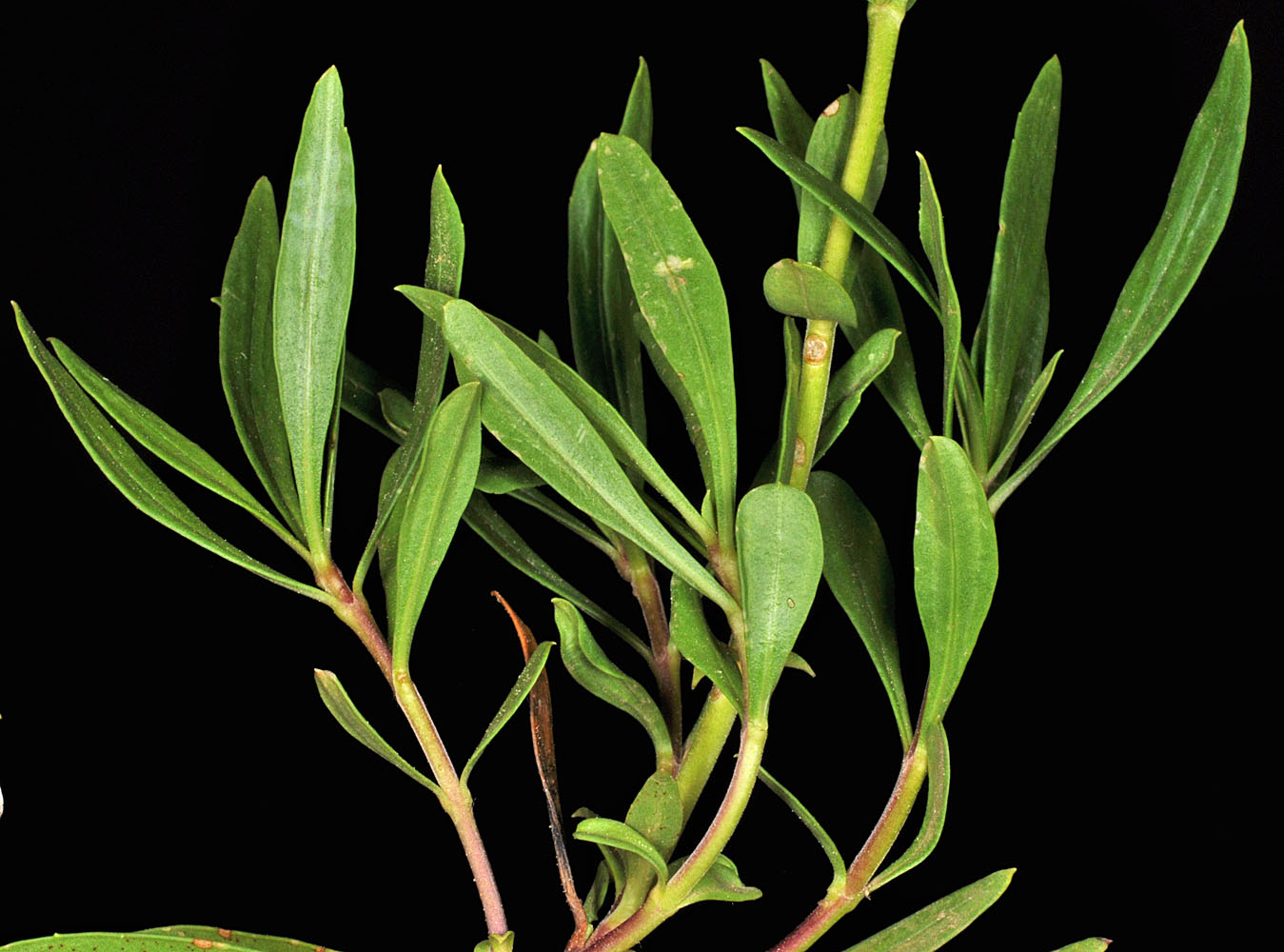 Flora of Eastern Washington Image: Penstemon fruticosus