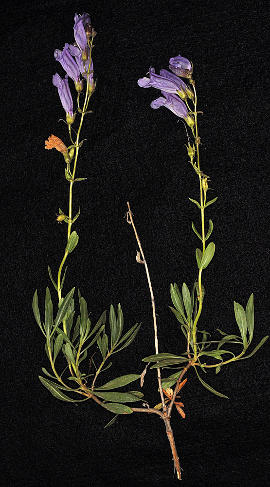 Flora of Eastern Washington Image: Penstemon fruticosus