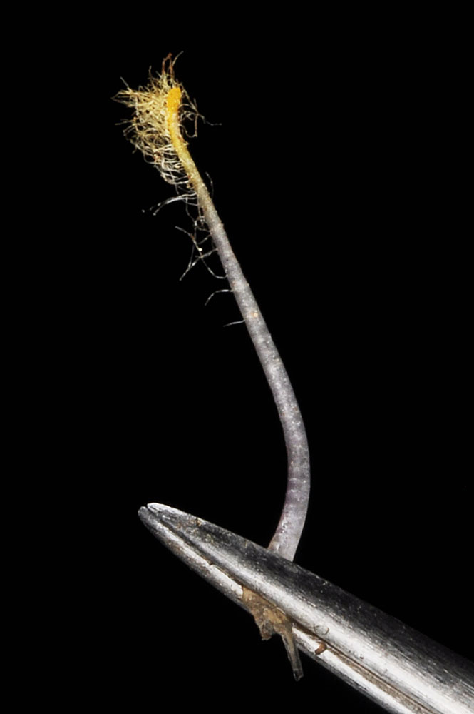 Flora of Eastern Washington Image: Penstemon fruticosus