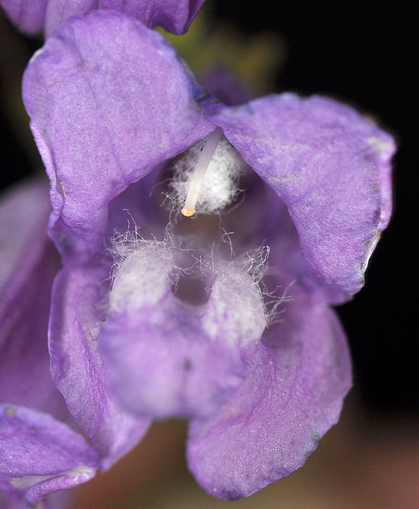 Flora of Eastern Washington Image: Penstemon fruticosus