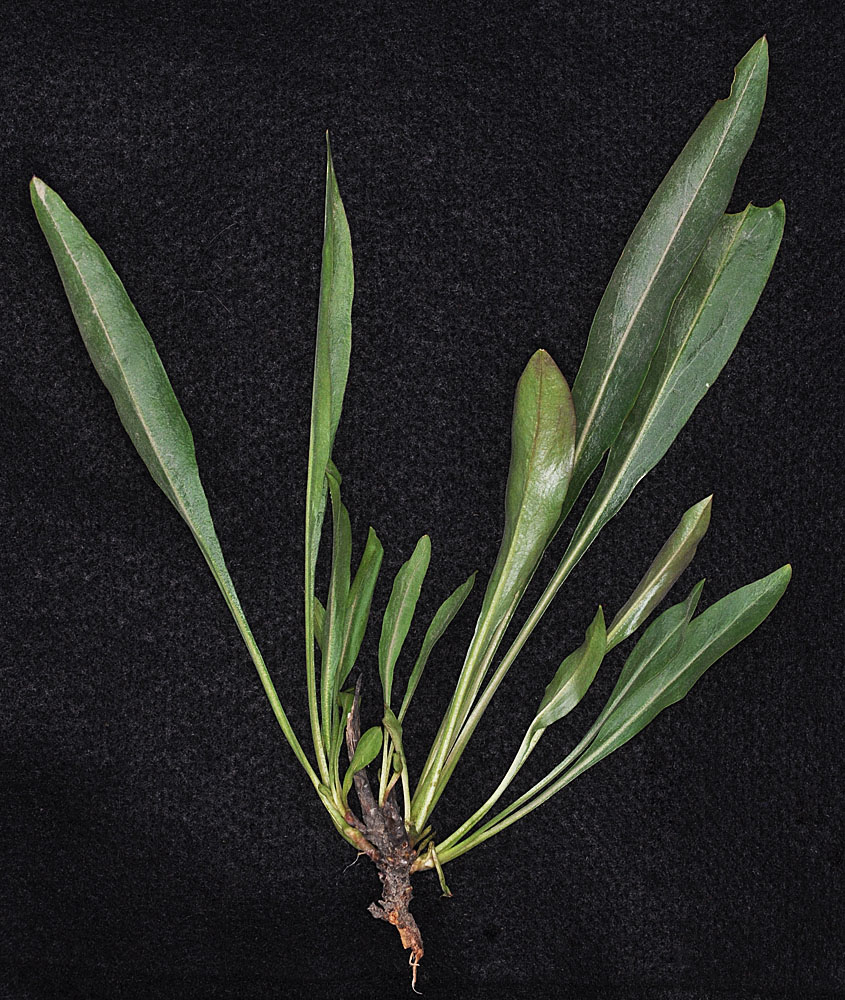 Flora of Eastern Washington Image: Penstemon glandulosa