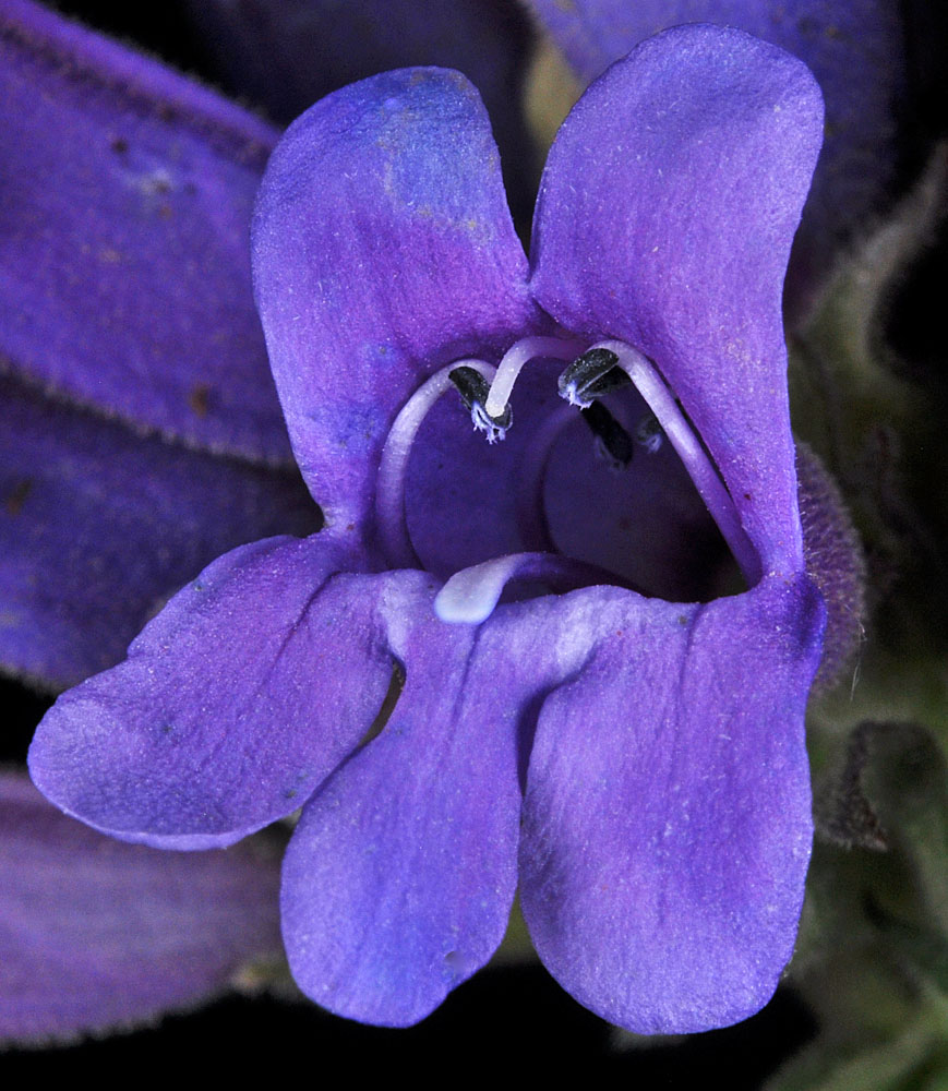 Flora of Eastern Washington Image: Penstemon glandulosa