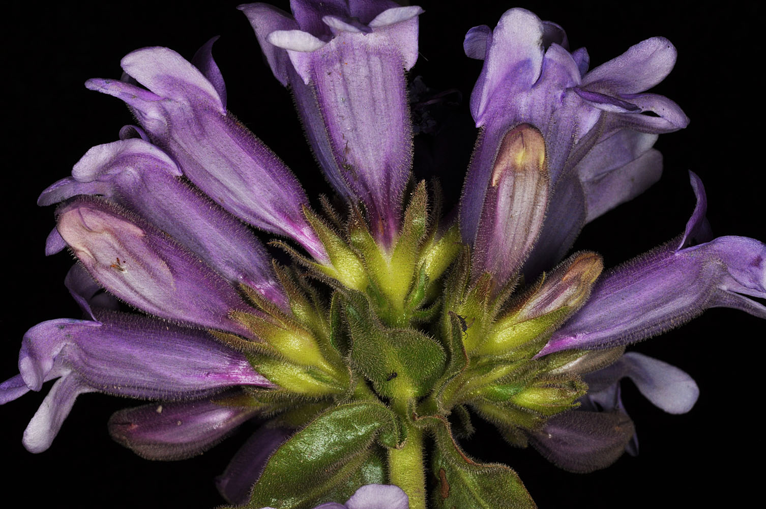 Flora of Eastern Washington Image: Penstemon glandulosa