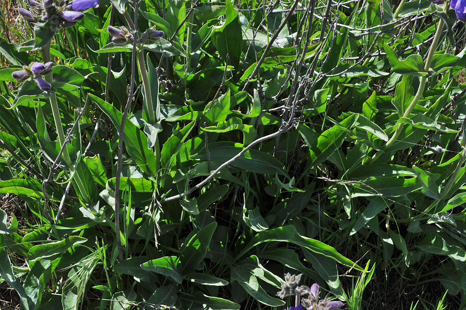 Flora of Eastern Washington Image: Penstemon glandulosa
