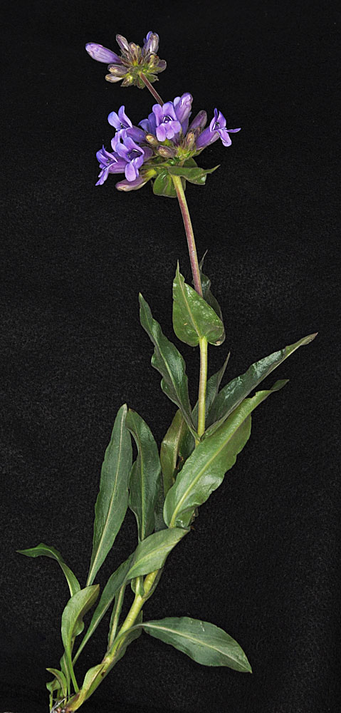 Flora of Eastern Washington Image: Penstemon glandulosa