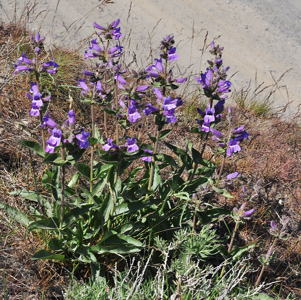 Flora of Eastern Washington Image: Penstemon glandulosa
