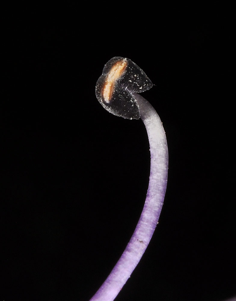 Flora of Eastern Washington Image: Penstemon glandulosa