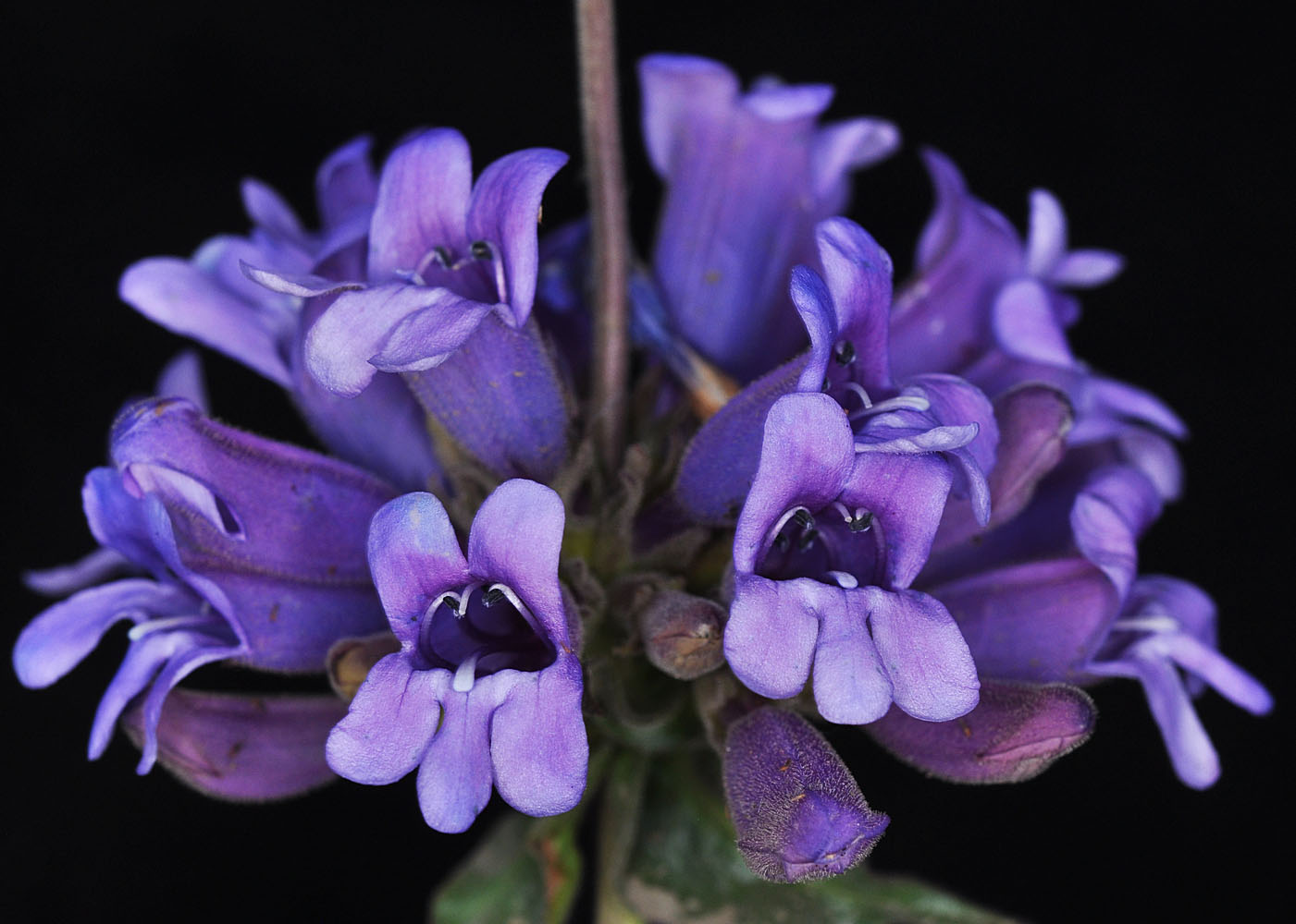 Flora of Eastern Washington Image: Penstemon glandulosa