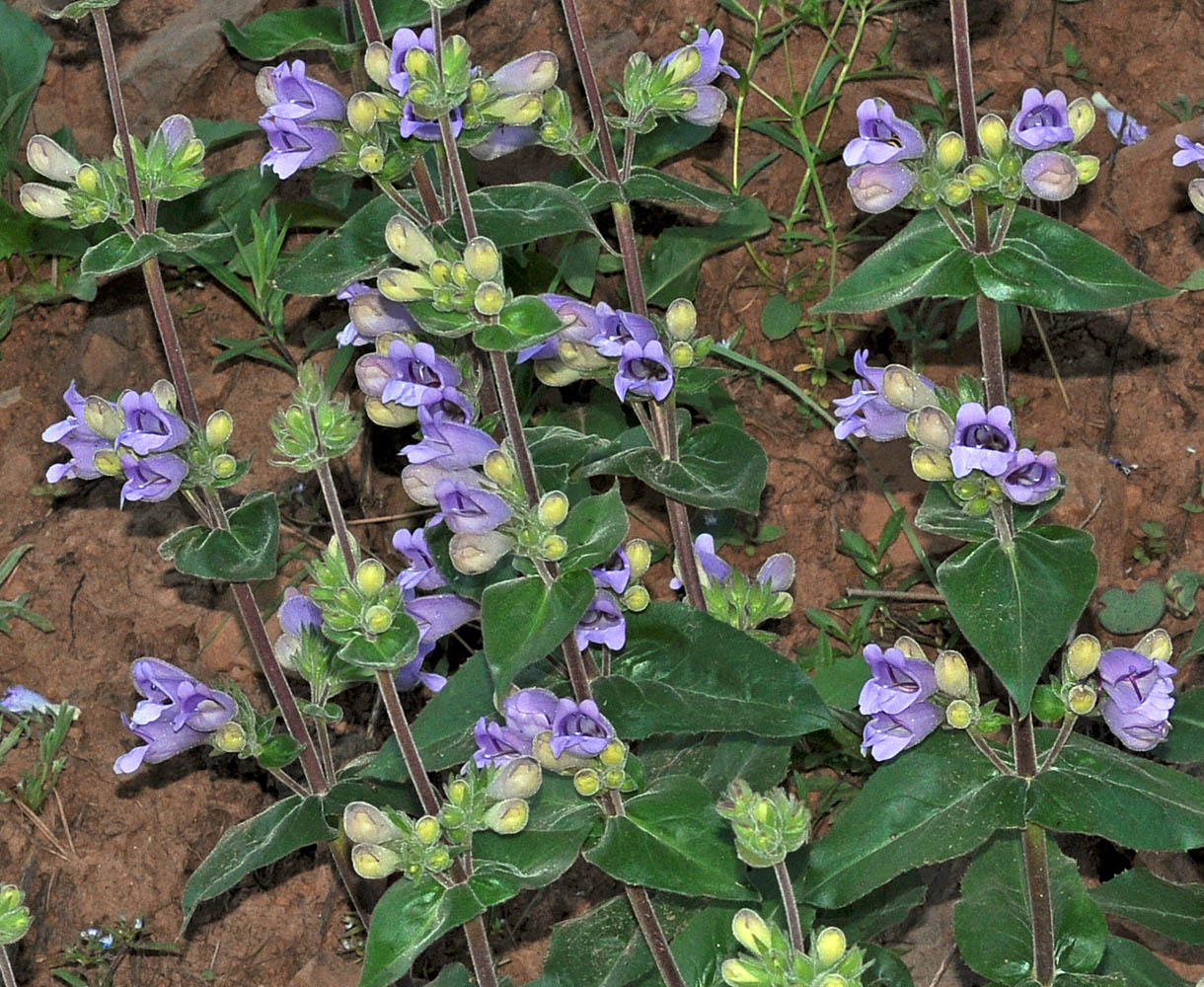 Flora of Eastern Washington Image: Penstemon glandulosa glandulosa