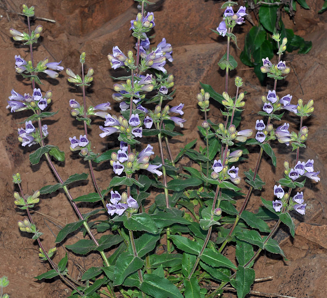 Flora of Eastern Washington Image: Penstemon glandulosa glandulosa