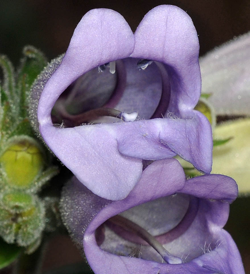 Flora of Eastern Washington Image: Penstemon glandulosa glandulosa