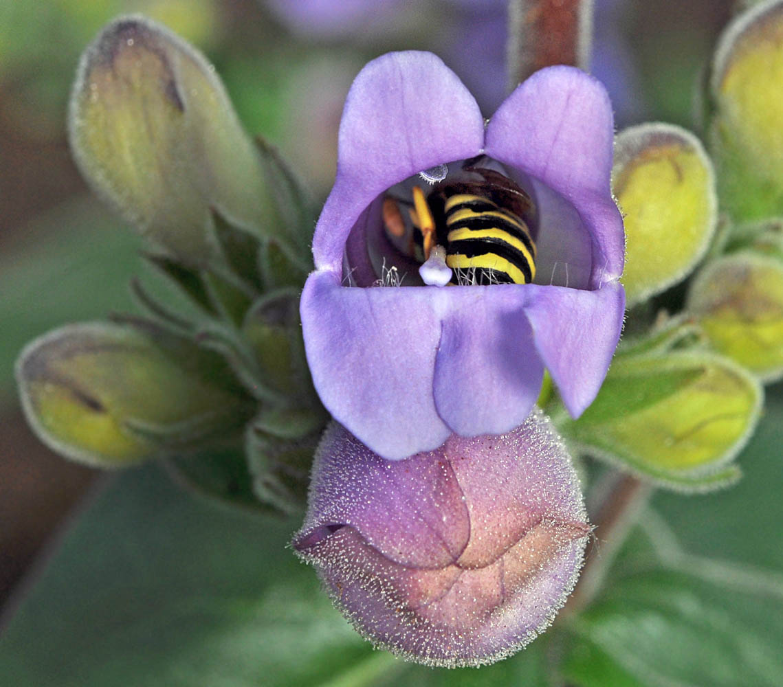 Flora of Eastern Washington Image: Penstemon glandulosa glandulosa