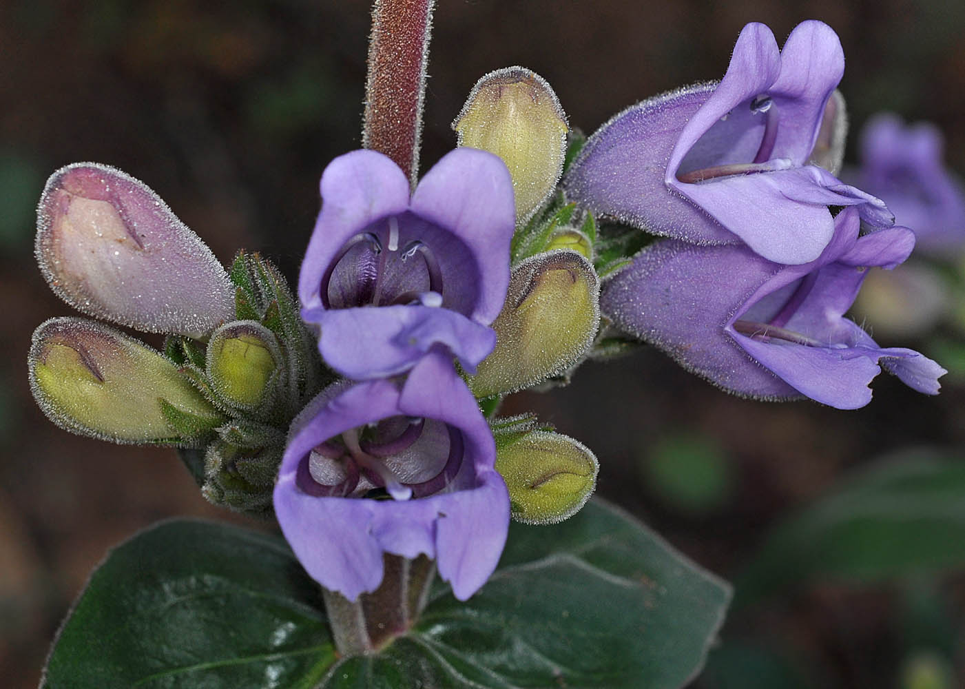 Flora of Eastern Washington Image: Penstemon glandulosa glandulosa