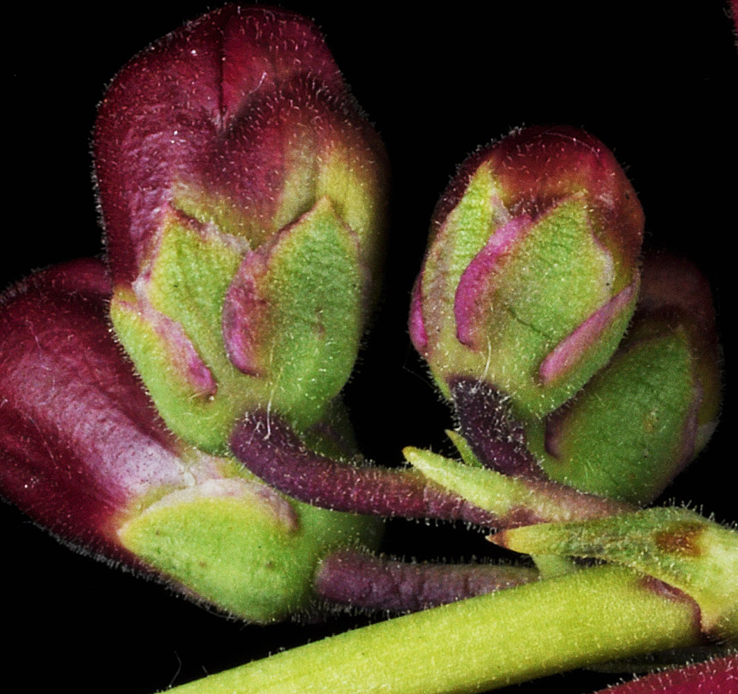 Flora of Eastern Washington Image: Penstemon palmeri