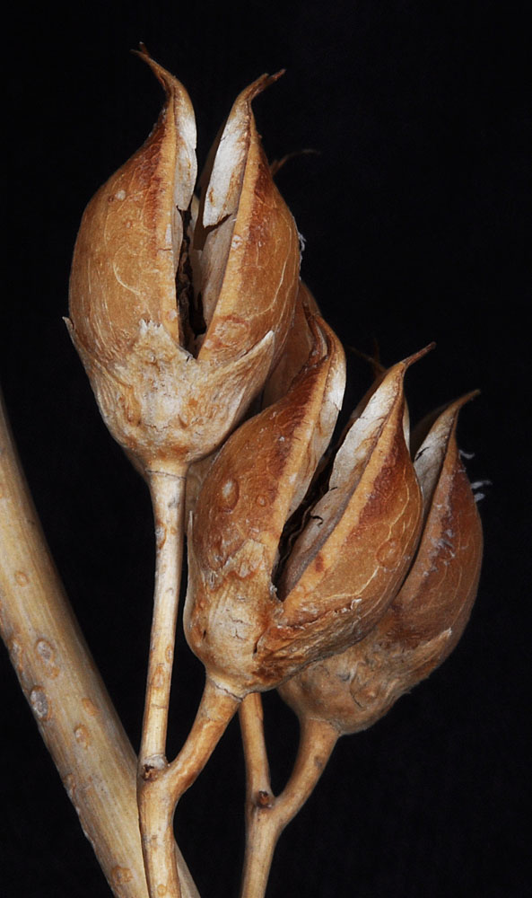 Flora of Eastern Washington Image: Penstemon palmeri