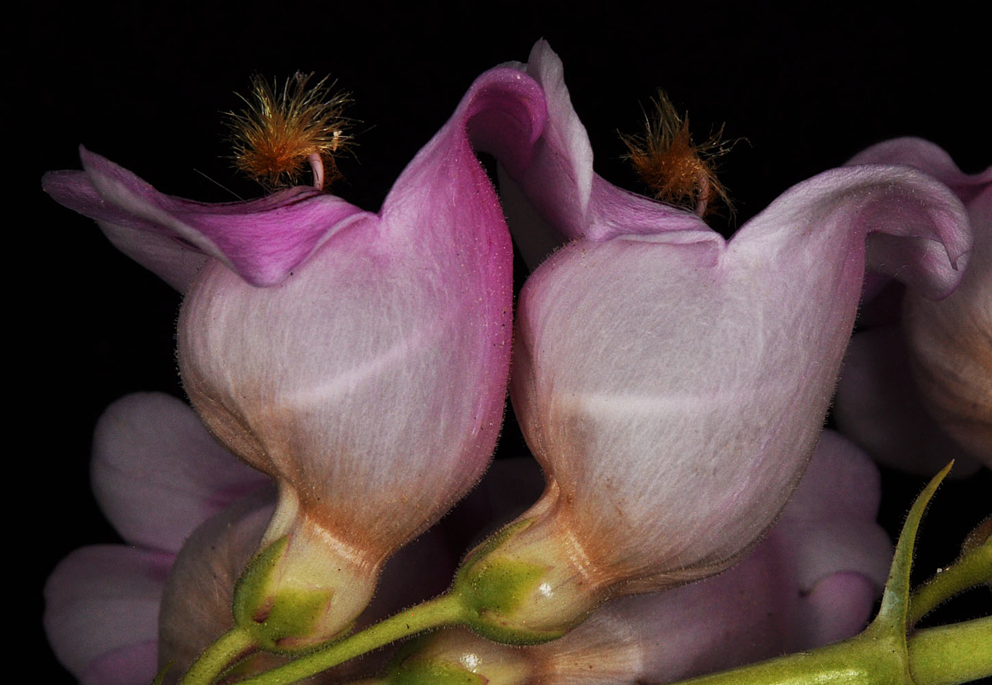 Flora of Eastern Washington Image: Penstemon palmeri