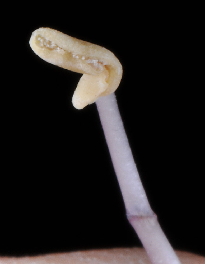 Flora of Eastern Washington Image: Penstemon palmeri