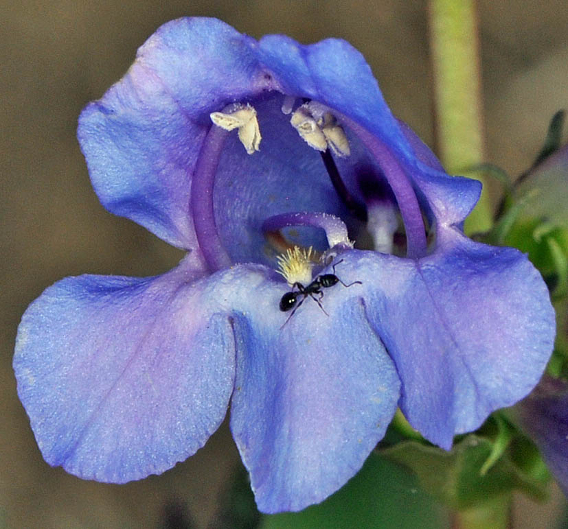 Flora of Eastern Washington Image: Penstemon pennellianus