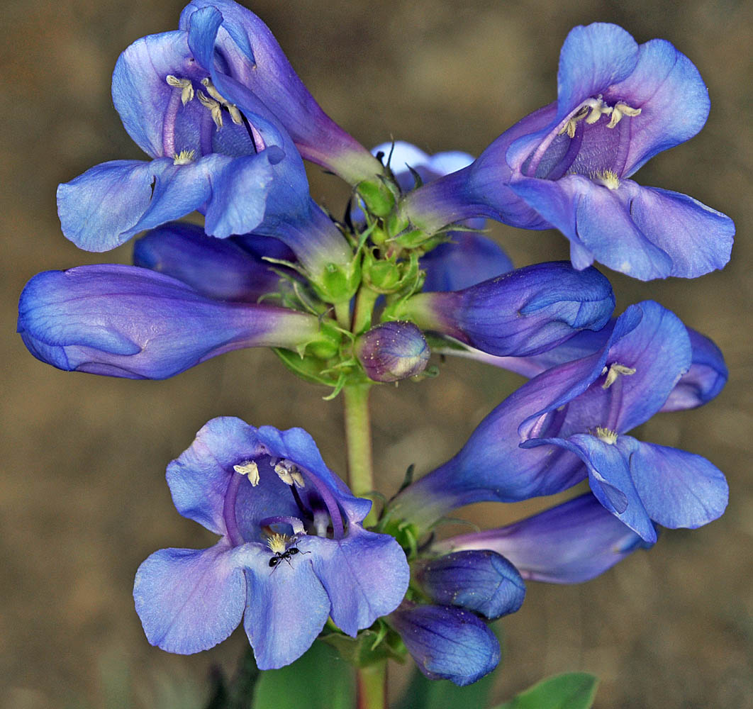 Flora of Eastern Washington Image: Penstemon pennellianus