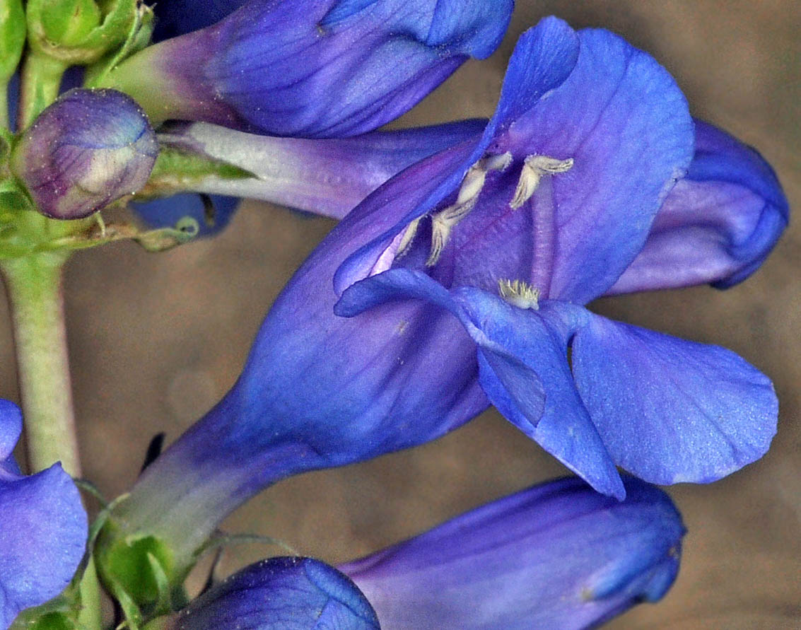 Flora of Eastern Washington Image: Penstemon pennellianus