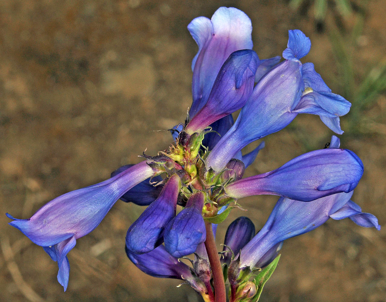 Flora of Eastern Washington Image: Penstemon pennellianus