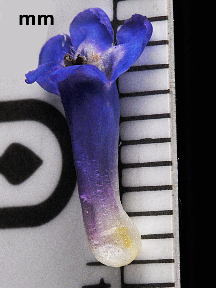 Flora of Eastern Washington Image: Penstemon procerus