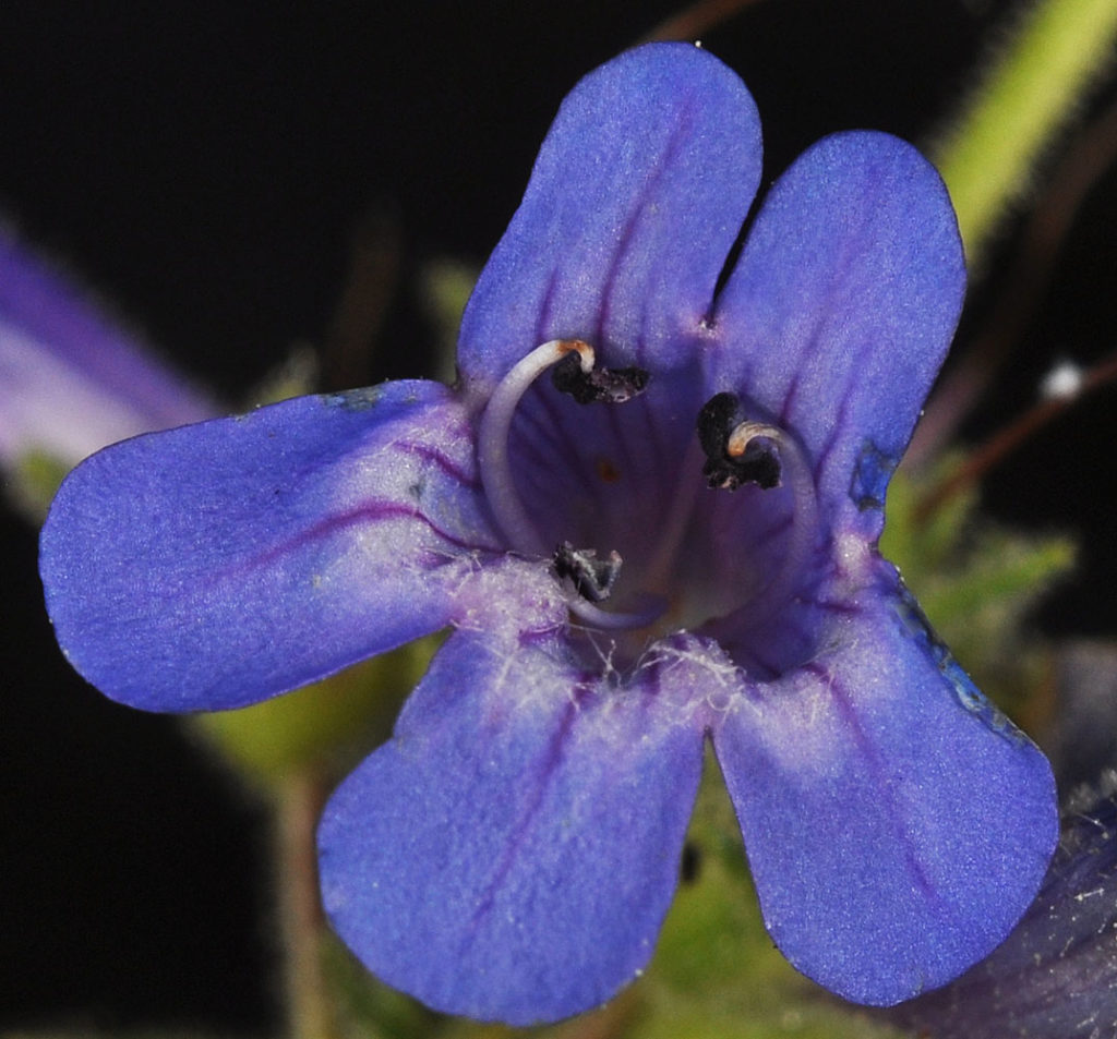 Flora of Eastern Washington Image: Sparganium natans petals