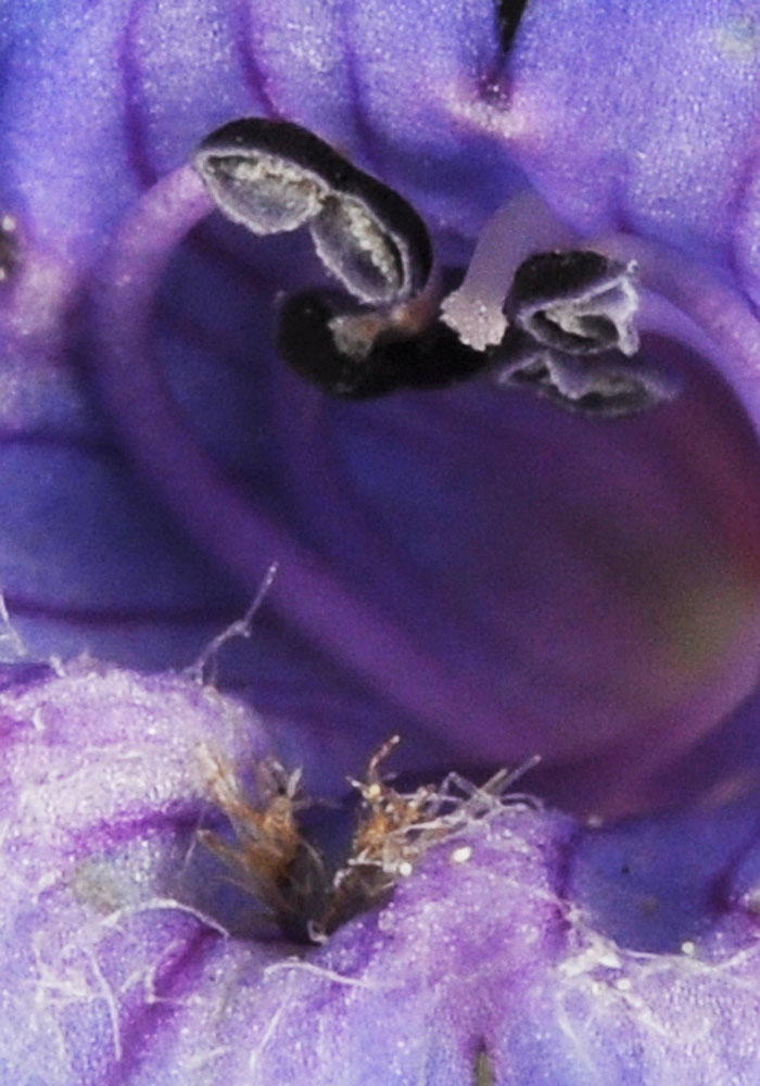 Flora of Eastern Washington Image: Sparganium emersum flower inside