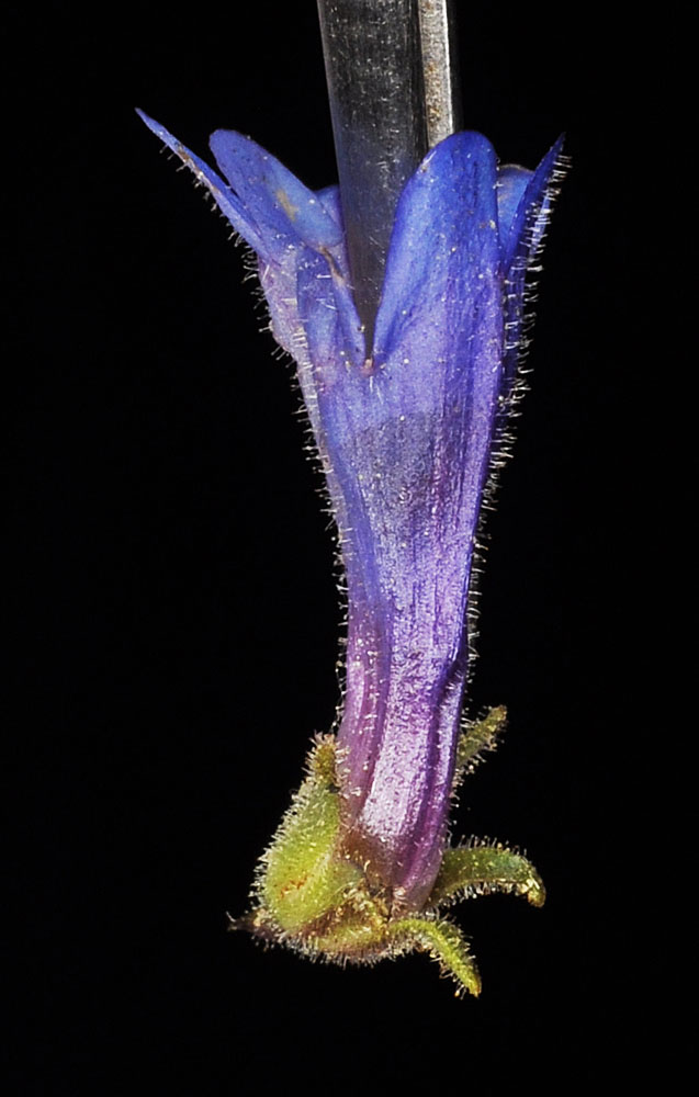 Flora of Eastern Washington Image: Sparganium natans flower upside down