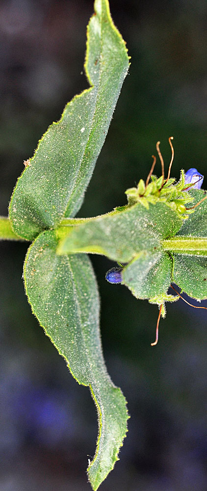 Flora of Eastern Washington Image: Spirodela polyrrhiza stem side view