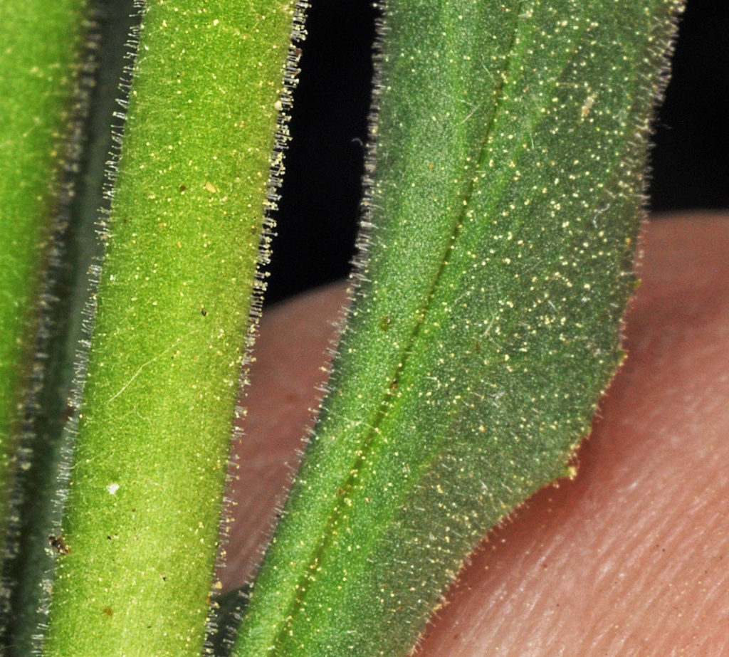 Flora of Eastern Washington Image: Spirodela polyrrhiza zoomed on stem