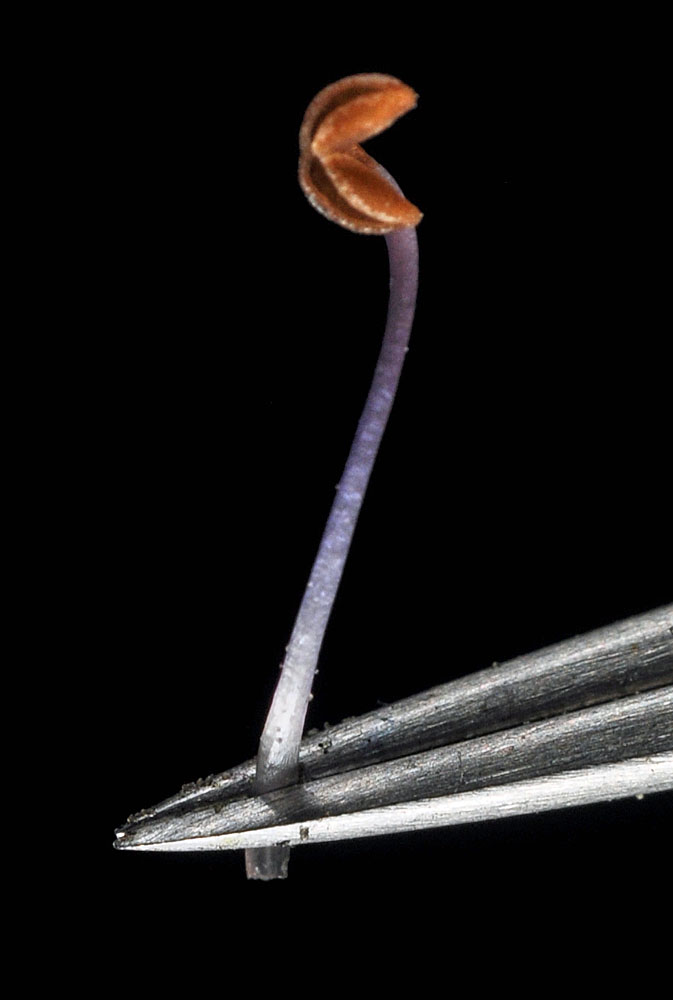 Flora of Eastern Washington Image: Sparganium emersum plant held by pliers