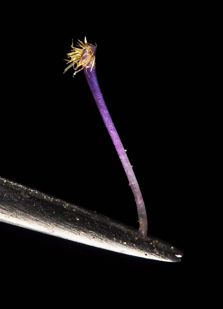 Flora of Eastern Washington Image: Sparganium natans stem held