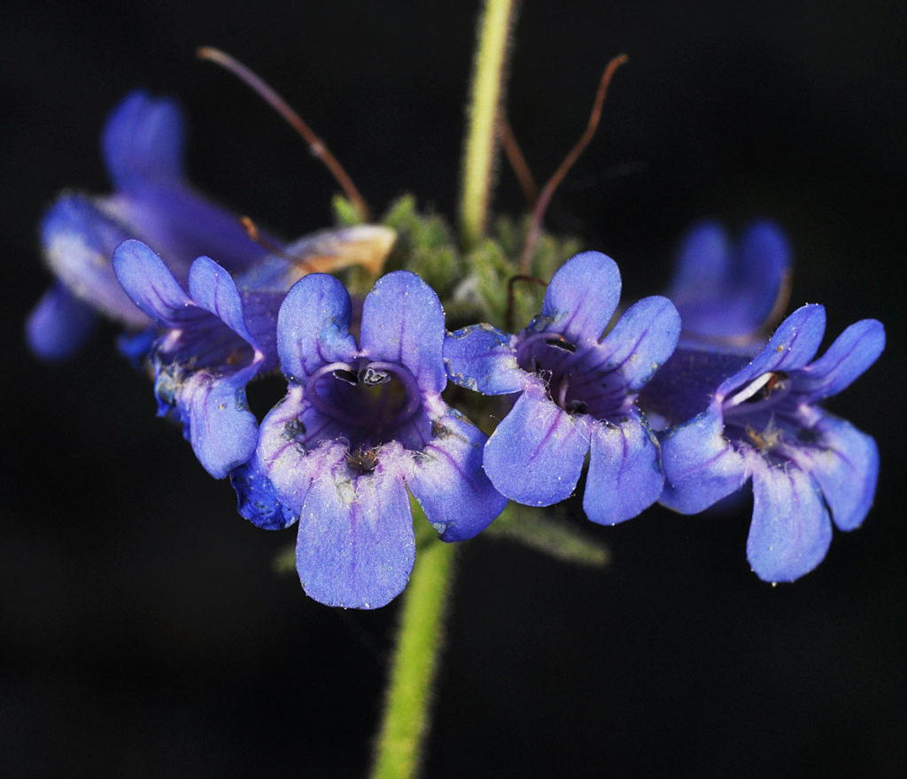 Flora of Eastern Washington Image: Spirodela polyrrhiza flower front vierw