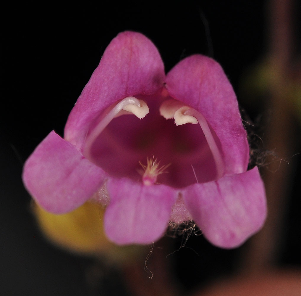 Flora of Eastern Washington Image: Penstemon richardsonii