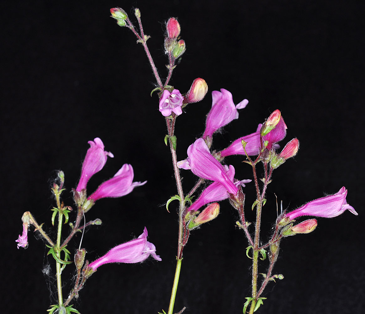 Flora of Eastern Washington Image: Penstemon richardsonii