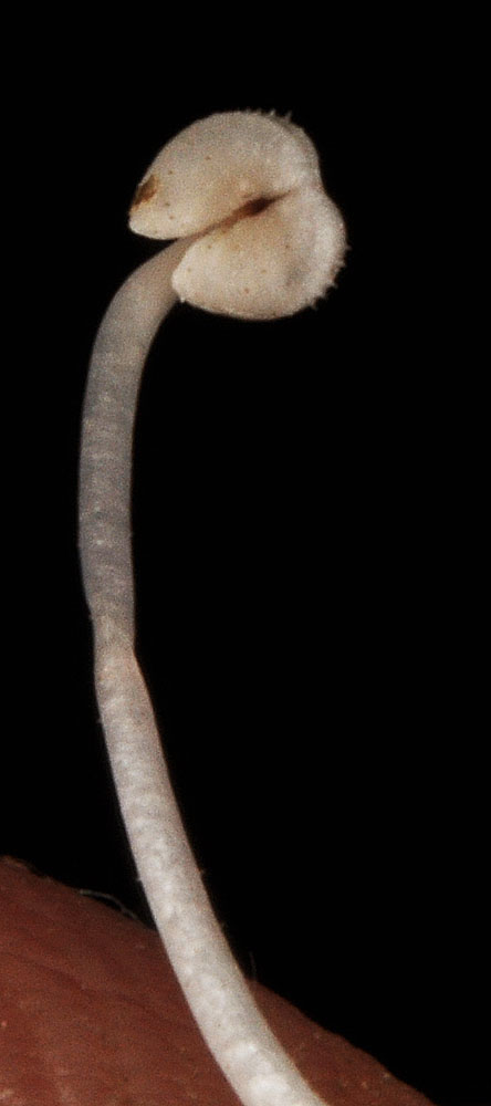 Flora of Eastern Washington Image: Penstemon richardsonii