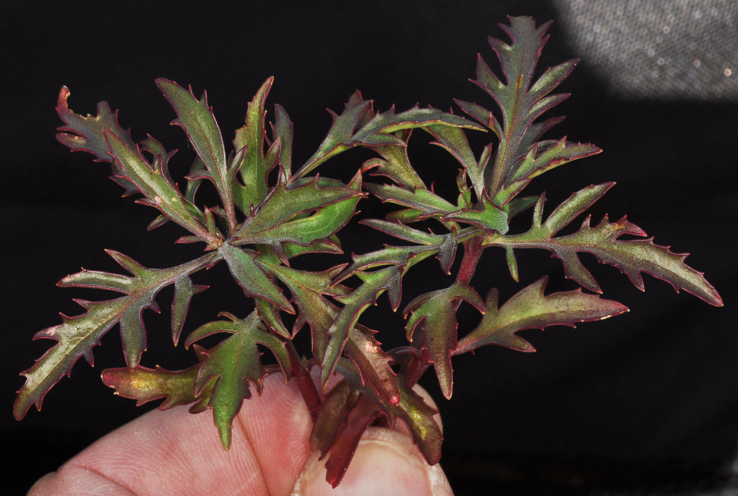 Flora of Eastern Washington Image: Penstemon richardsonii