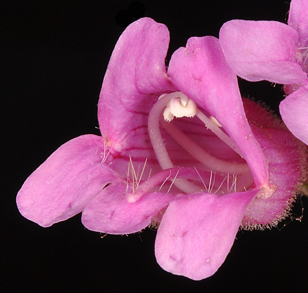 Flora of Eastern Washington Image: Penstemon richardsonii
