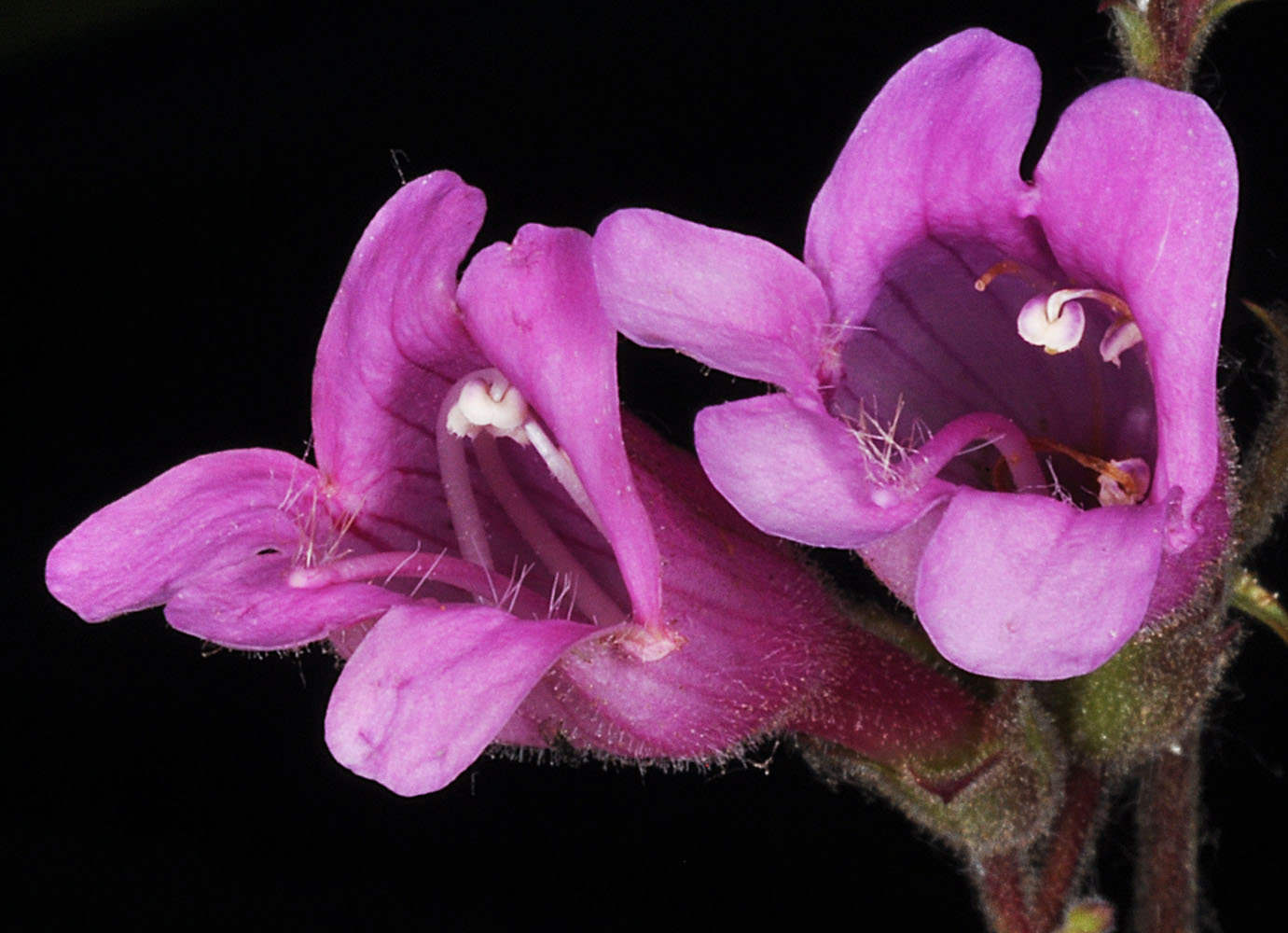 Flora of Eastern Washington Image: Penstemon richardsonii