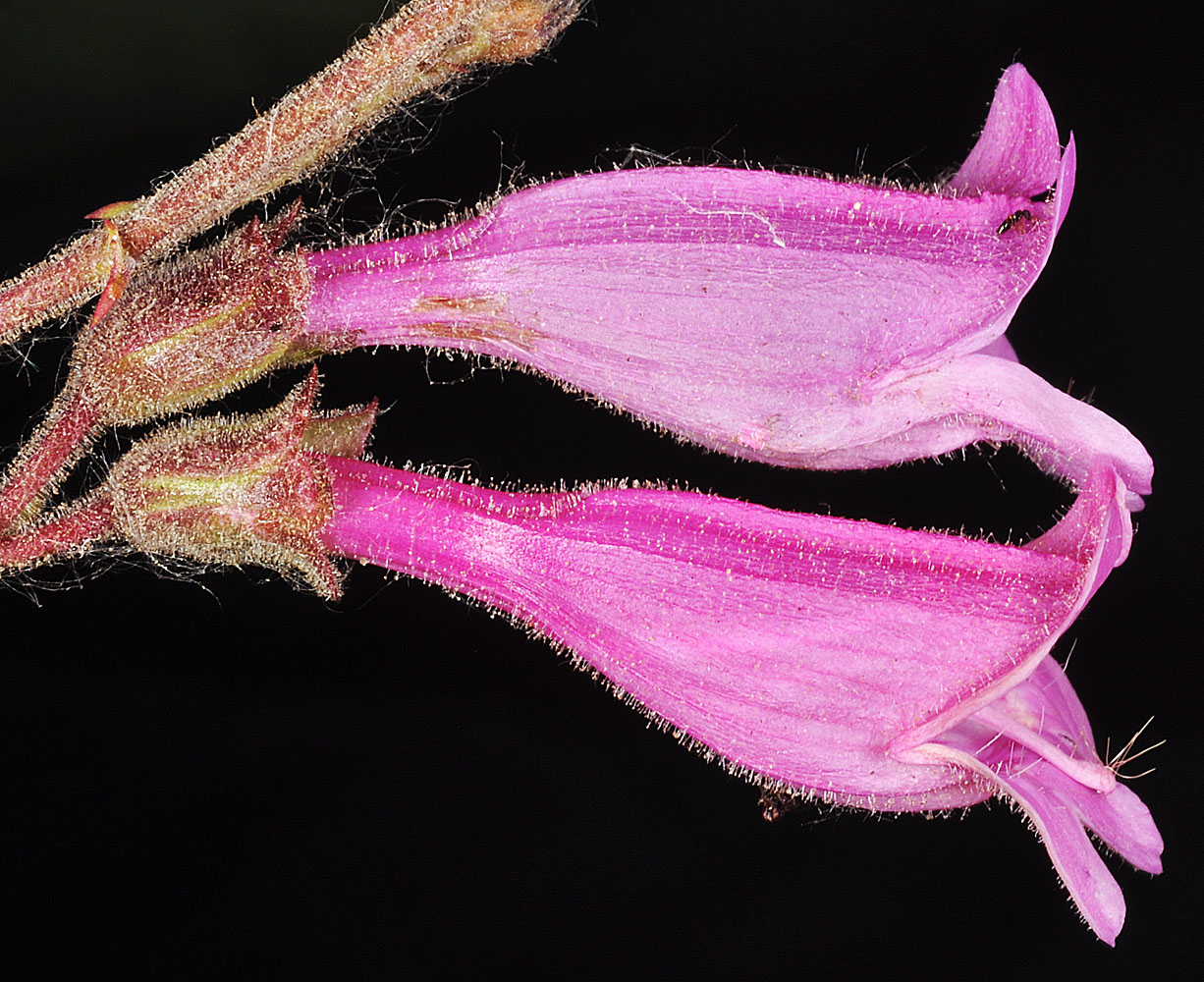 Flora of Eastern Washington Image: Penstemon richardsonii