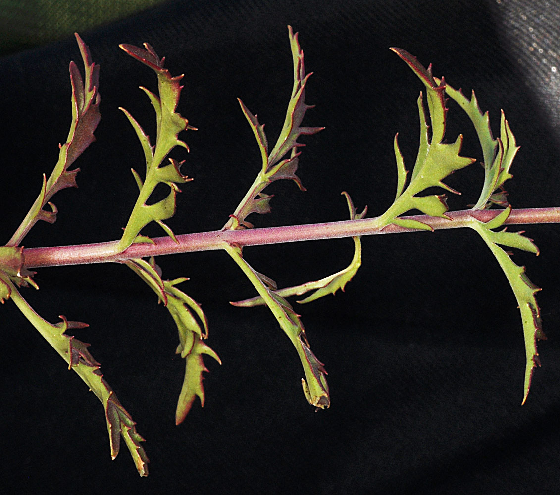 Flora of Eastern Washington Image: Penstemon richardsonii