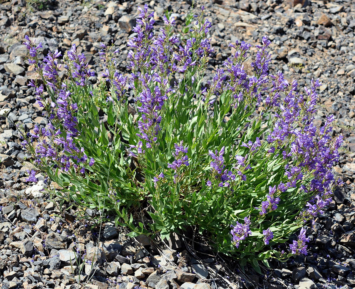 Flora of Eastern Washington Image: Penstemon venustus