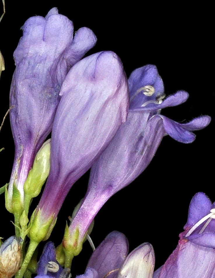 Flora of Eastern Washington Image: Penstemon venustus