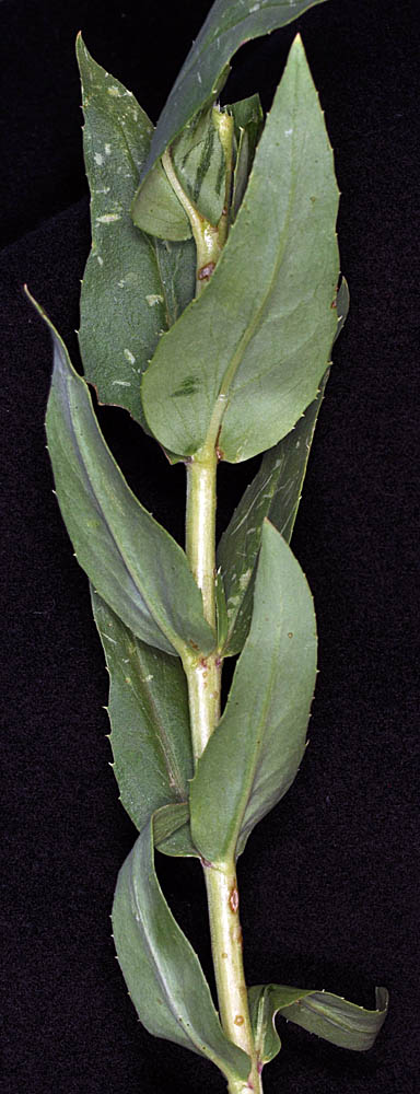 Flora of Eastern Washington Image: Penstemon venustus