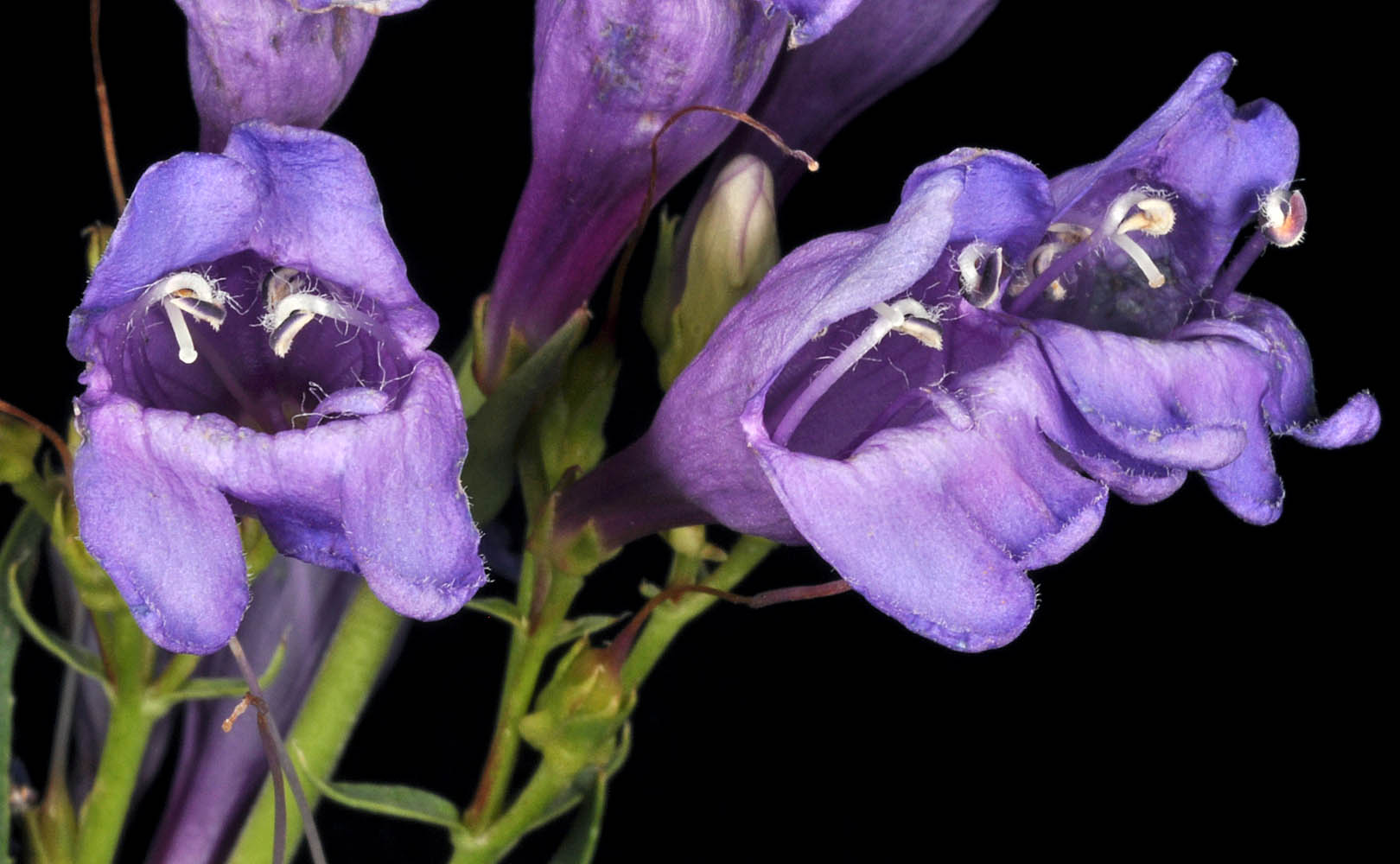Flora of Eastern Washington Image: Penstemon venustus